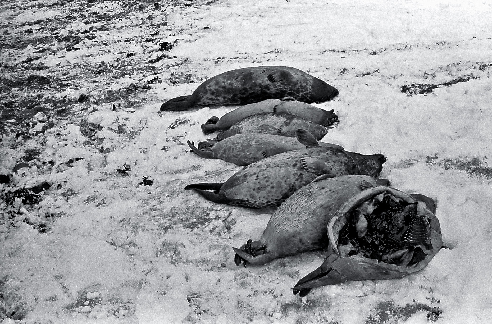 18-Fresh-seal-Hunt,-Cape-Dorset-Canadian-Arctic-